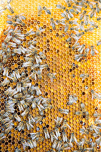 蜂巢中蜂巢上的蜜蜂女王女王蜂养蜂业药品养蜂人昆虫花粉蜂蜡蜂房六边形图片