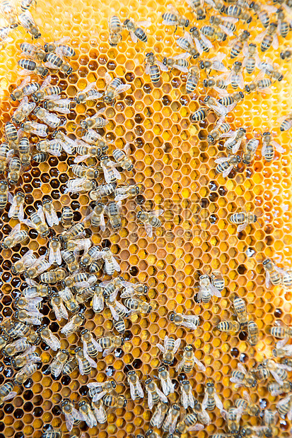 蜂巢中蜂巢上的蜜蜂女王女王蜂养蜂业药品养蜂人昆虫花粉蜂蜡蜂房六边形图片