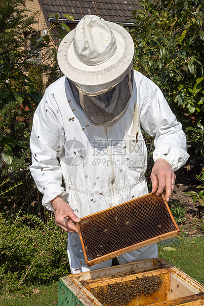 养蜂人照顾蜜蜂殖民地蜂窝花粉农场生产男性昆虫套装蜂蜜养蜂业传粉者图片