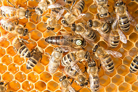蜂巢中的蜜蜂皇后产卵昆虫养蜂业六边形药品养蜂人蜂窝女王花粉蜂蜜蜂房图片