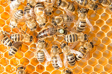 蜂巢中的蜜蜂皇后产卵六边形昆虫蜂窝蜂蜜药品养蜂人养蜂业花粉蜂蜡蜂房图片