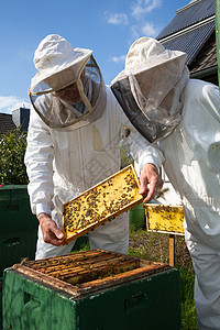 两个养蜜蜂的养蜂人传粉者农场女性昆虫养蜂业蜂窝女士农业蜂巢男性图片
