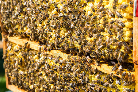 蜂巢中蜂巢上的蜜蜂药品六边形花粉养蜂业蜂房蜂蜡女王女王蜂养蜂人昆虫图片