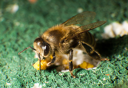 蜜蜂聚居地蜜蜂的近拍照片蜂房养蜂人花粉女王六边形蜂蜜蜂蜡昆虫养蜂业药品背景图片