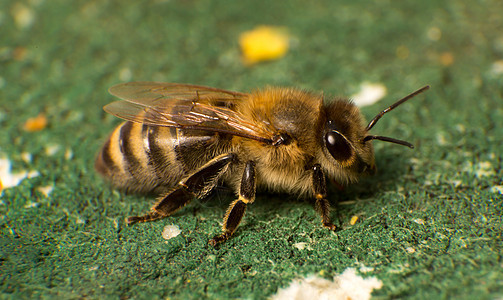蜜蜂聚居地蜜蜂的近拍照片女王蜂蜡养蜂业花粉六边形蜂蜜养蜂人蜂房药品昆虫背景图片