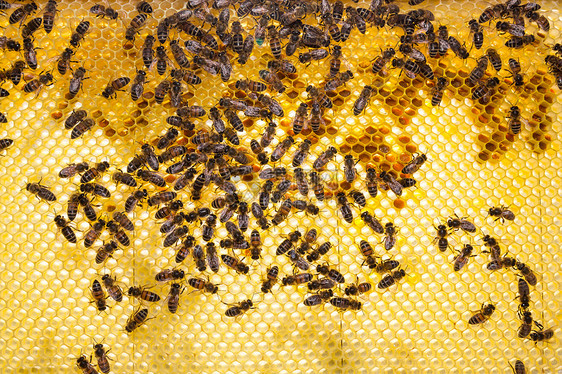 蜂巢中蜂巢上的蜜蜂蜂房女王蜂花粉蜂蜡蜂蜜女王昆虫六边形养蜂人养蜂业图片