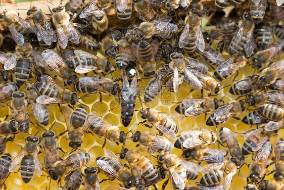 蜂巢中的蜜蜂皇后产卵养蜂业蜂蜡花粉蜂蜜女王药品六边形蜂窝养蜂人昆虫图片