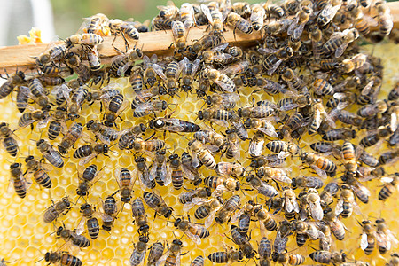 黑蜂蜂蜜蜂巢中的蜜蜂皇后产卵蜂房养蜂人花粉药品昆虫女王蜂窝六边形蜂蜜蜂蜡背景
