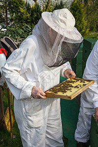 两个养蜜蜂的养蜂人昆虫蜂蜜传粉者农场男人女士生产男性殖民地蜂窝图片
