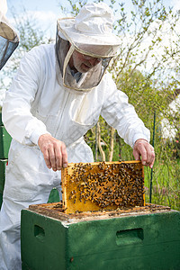 养蜂人照顾蜜蜂殖民地传粉者蜂蜜男人男性昆虫农业蜂蜡职业蜂巢蜂窝图片