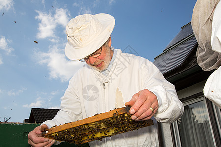 养蜂人照顾蜜蜂殖民地蜂房蜂蜡传粉者框架男人男性蜂巢养蜂业农场花粉图片