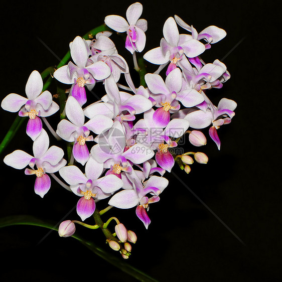 蛋白类紫色兰花热带植物植物学展示美丽花束花瓣图片