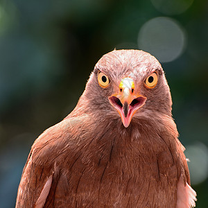 鲁富翼的巴扎德野生动物鸟类猎物棕色动物黑色荒野棕翅图片