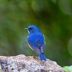 喜马拉雅山蓝尾石头栖息地鸟类生物学苔藓荒野岩石观鸟野生动物橙子图片