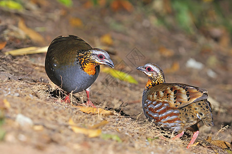 混音式帕特里奇 Patridge鹧鸪野生动物鸟类荒野黑色橙子森林棕色红色香料图片