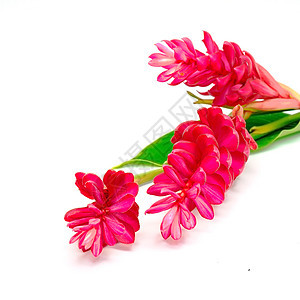 红姜活力热带生长粉色花园情调花卉植物异国红色图片