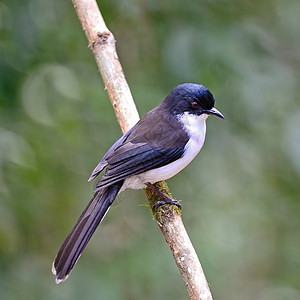 暗背的西比亚枝条野生动物尾巴花蜜环境翅膀生物鸟类移民自由图片