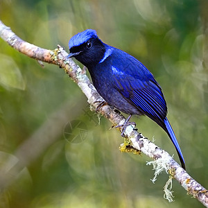 雄性大尼拉塔瓦热带鸟类尾巴翅膀生物阳光荒野公园自由花蜜图片