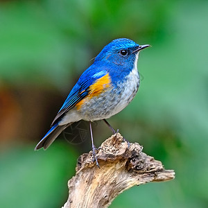 喜马拉雅山蓝尾叶子衬套观鸟栖息地歌曲石头荒野生态野生动物蓝鸟图片