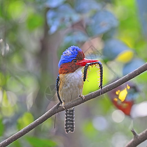 Kingfisher 养鱼王野生动物公园猎人花蜜阳光计费尾巴羽毛荒野热带图片