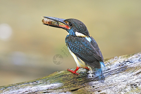 蓝带捕王Kingfisher爱情小鸡小翠鸟红腿清水猎物蓝色顺流眼光小鸟图片
