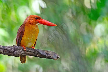 Kingfisher海王号荒野鸟类野生动物翠鸟红色季节森林图片