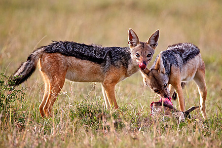 坦桑尼亚胡狼毛皮保护区野生动物动物搜索哺乳动物火山口宠物野狗食肉图片