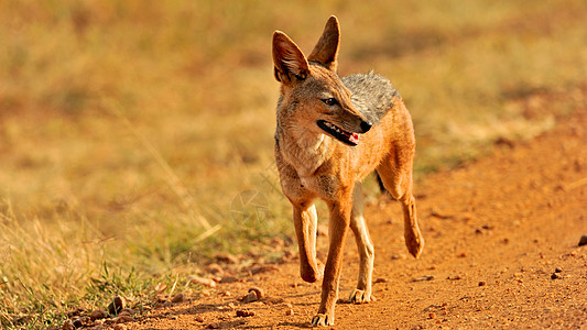 坦桑尼亚胡狼宠物野狗毛皮童话动物哺乳动物保护区野外动物食肉金豺图片