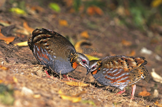 混音式帕特里奇 Patridge红色鸟类野生动物森林香料棕色鹧鸪黑色荒野橙子图片