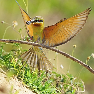 蓝尾蜂食蜜蜂者荒野阳光枝条生态尾巴野生动物鸟类移民羽毛动物群图片