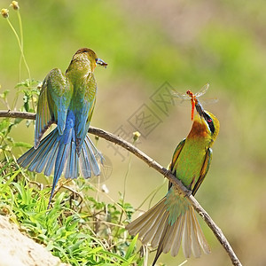 蓝尾蜂食蜜蜂者移民计费花蜜野生动物橙子动物动物群尾巴蜂鸟荒野图片
