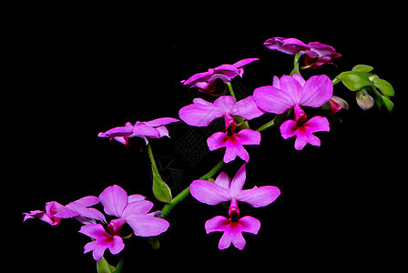 加兰红宝石兰花长矛花瓣生态脆弱性异国花园植物群热带植物学图片