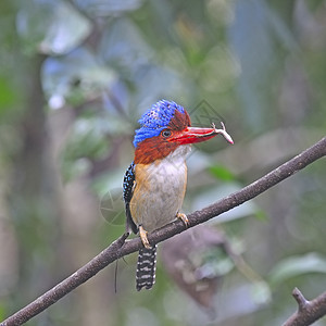 Kingfisher 养鱼王热带猎物男性羽毛环境阳光翠鸟翅膀蜥蜴鸟类图片