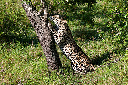 坦桑尼亚国家公园的黑豹旅行食肉游客大猫搜索公园宠物运动野生动物濒危图片