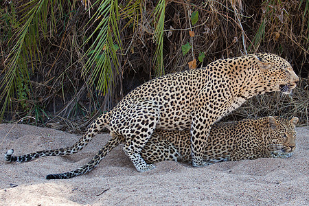 坦桑尼亚国家公园的黑豹国家食肉物种晶须生物体环境运动健身草原宠物图片