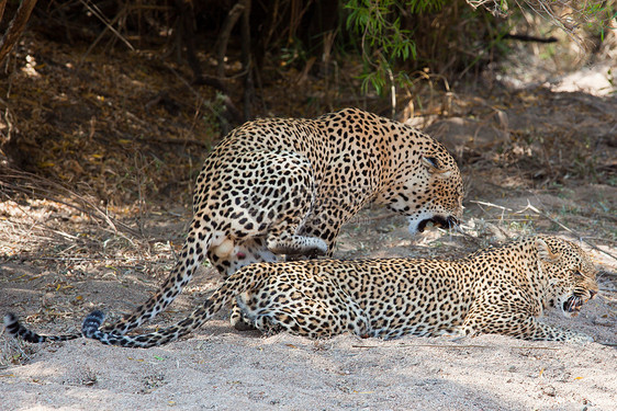 坦桑尼亚国家公园的黑豹生物体濒危地点食肉植物搜索运动游客国家旅行图片