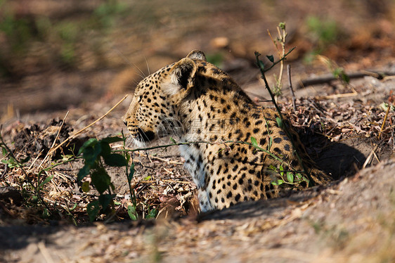 坦桑尼亚国家公园的黑豹健身濒危地点动物地标草原旅行公园食虫食肉图片