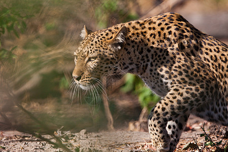 坦桑尼亚国家公园的黑豹搜索地点猫科动物野猫草原植物生物体物种守望野生动物图片