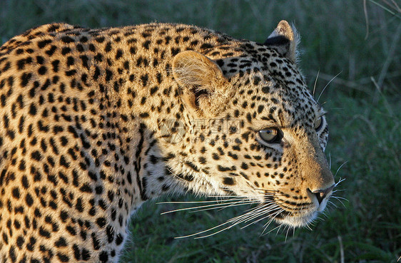 坦桑尼亚国家公园的黑豹生物体野猫游客物种食虫宠物地点哺乳动物运动猫科动物图片