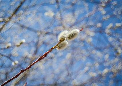 普西柳柳猫植物公园花朵毛皮植物群花粉枝条蓝色植物学天空图片