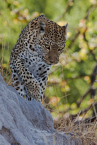 坦桑尼亚国家公园的黑豹食虫大猫野生动物宠物猫科动物地标地点环境物种草原图片