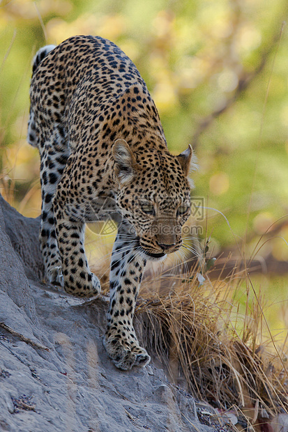 坦桑尼亚国家公园的黑豹动物野生动物搜索哺乳动物晶须运动植物生物体宠物大猫图片