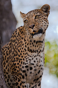 坦桑尼亚国家公园的黑豹野猫公园晶须地标国家守望食虫搜索食肉健身图片