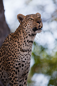 坦桑尼亚国家公园的黑豹食肉大猫地标生物体植物搜索猫科动物国家草原公园图片