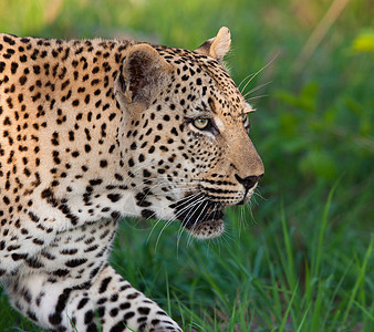 坦桑尼亚国家公园的黑豹环境游客人脸草原大猫国家食肉地标搜索哺乳动物图片