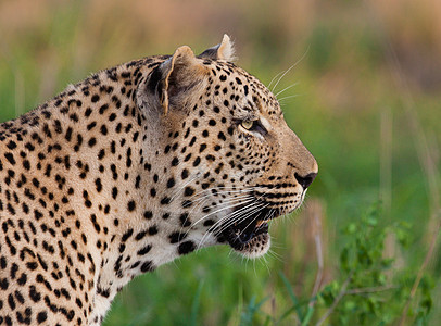 坦桑尼亚国家公园的黑豹濒危食虫运动地点晶须野生动物健身搜索食肉草原图片