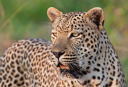 坦桑尼亚国家公园的黑豹地标草原旅行动物公园宠物游客地点食肉植物图片