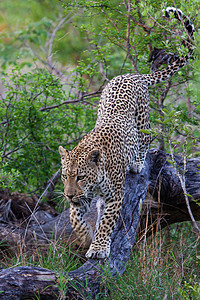 坦桑尼亚国家公园的黑豹运动公园守望草原搜索大猫旅行环境国家食虫图片