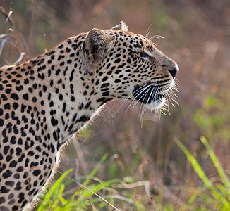坦桑尼亚国家公园的黑豹晶须健身食虫公园地标旅行国家野猫搜索运动图片