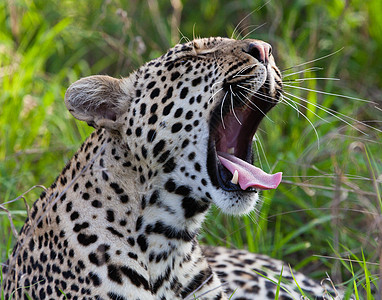 坦桑尼亚国家公园的黑豹食肉植物食虫野生动物哺乳动物公园搜索地点大猫野猫图片
